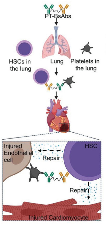 antibody-therapy-to-treat-heart-attacks