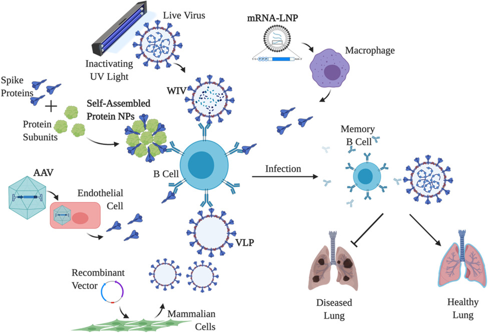 anbr202000063-fig-0001-m
