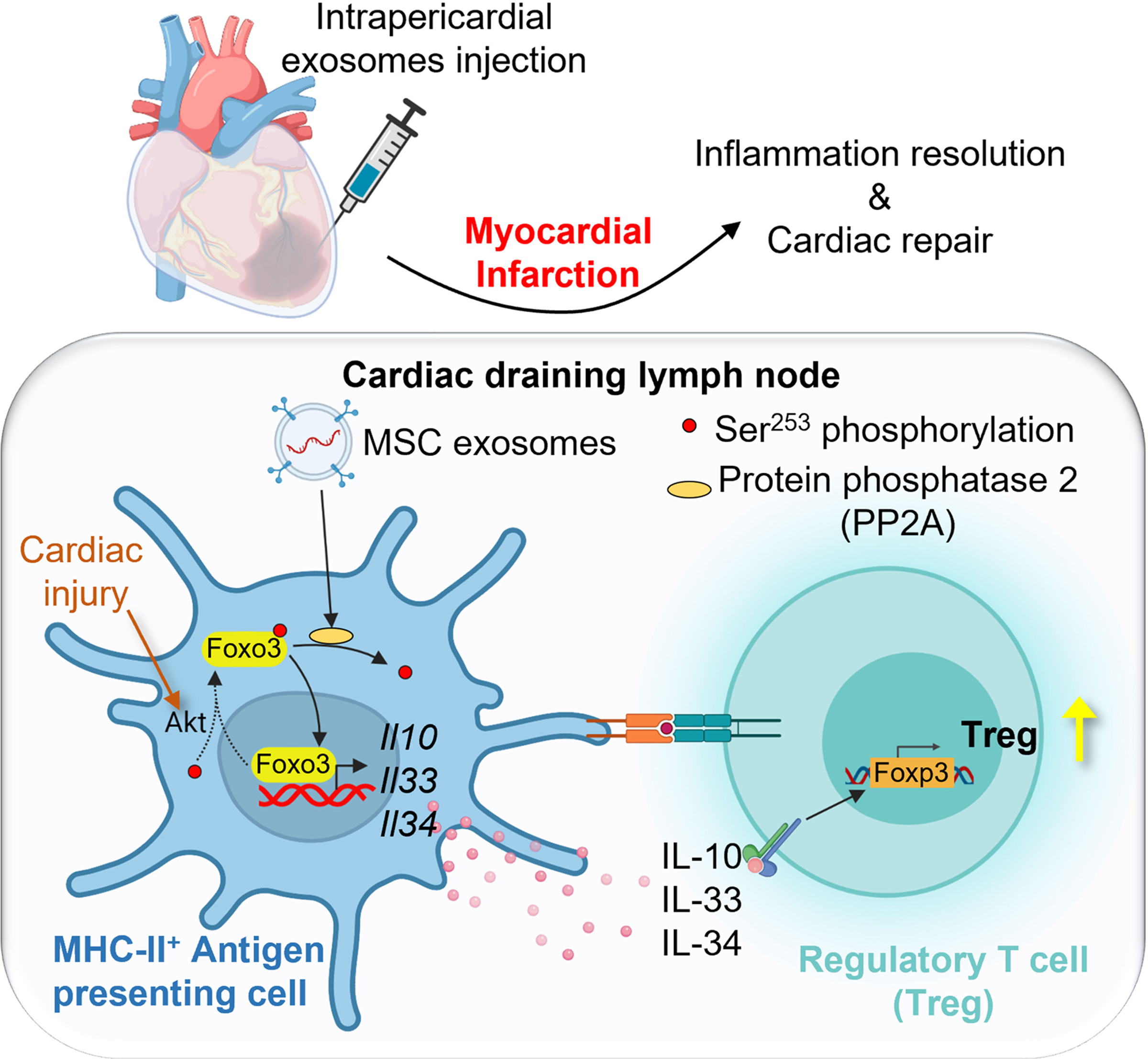 circresaha.122.321384.fig08